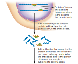 Why is an antibody used in this experiment?From figure 24.2: